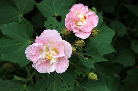 家裡種芙蓉|芙蓉（照片）：種植，飼養和護理